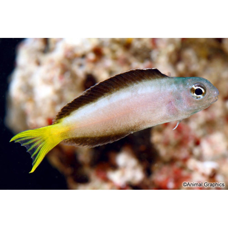 Harptail Blenny