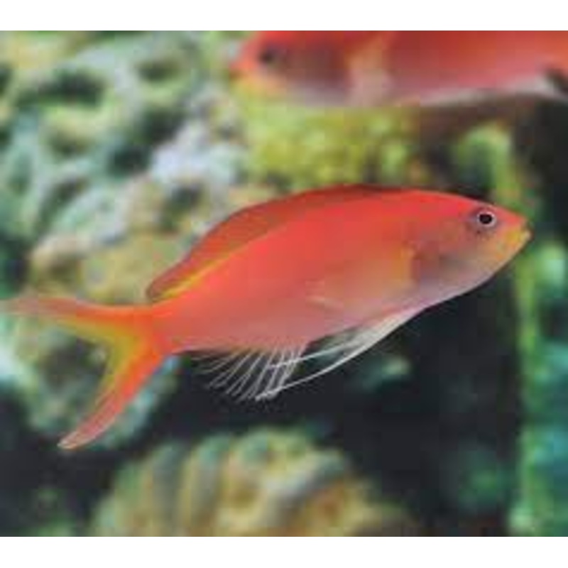 Ignitus Anthias (Pseudanthias ignitus)