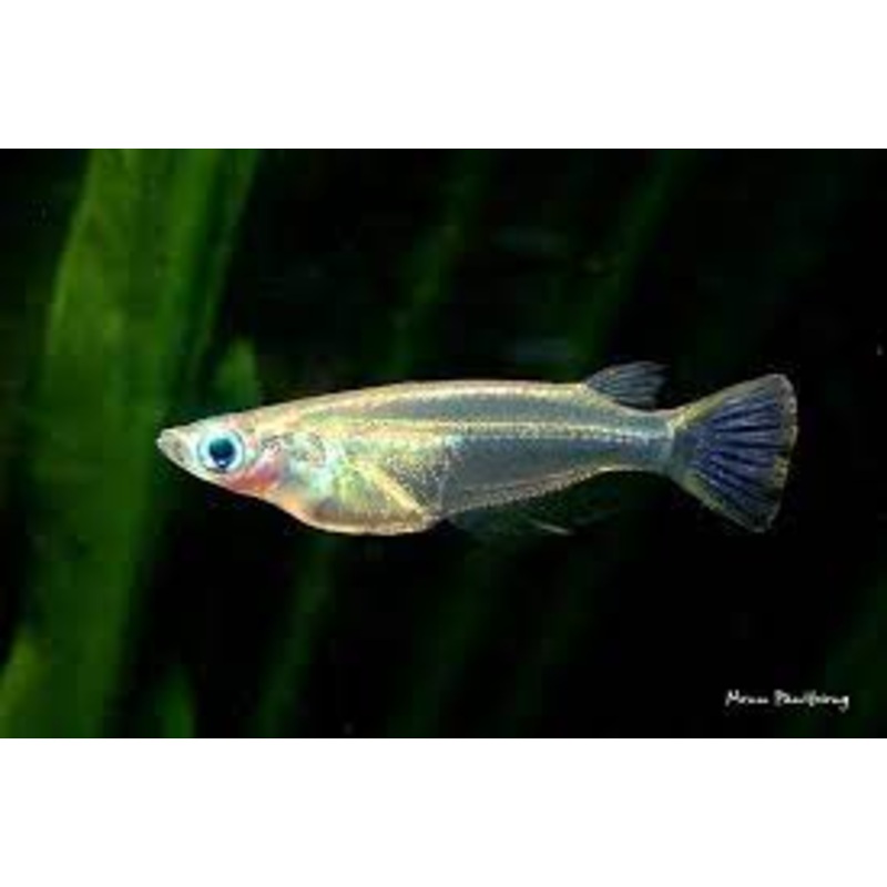 Java Ricefish