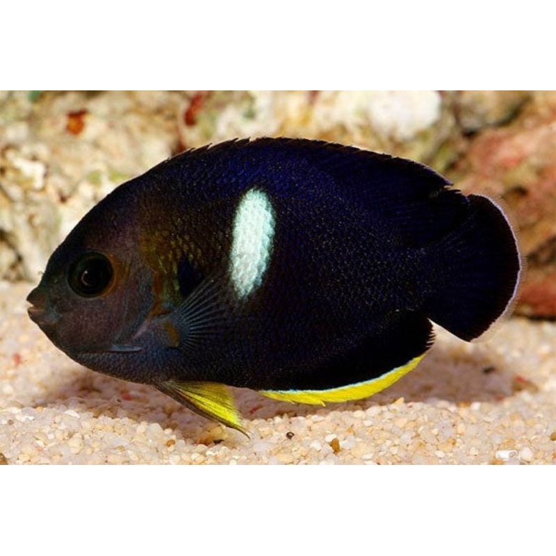 Keyhole Angelfish - CENTROPYGE TIBICEN