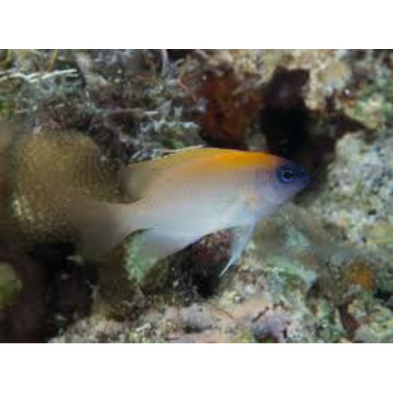 King Damselfish (Chrysiptera rex)