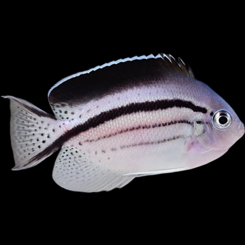 Lamarck's Angelfish (Genicanthus Lamarck) - Indo