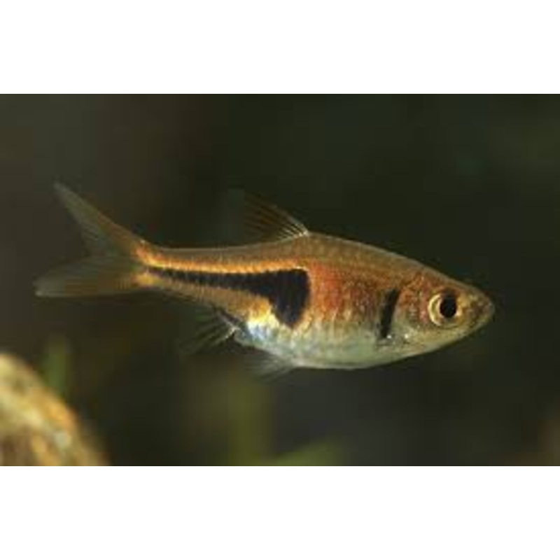 Lambchop/Espei  Rasbora