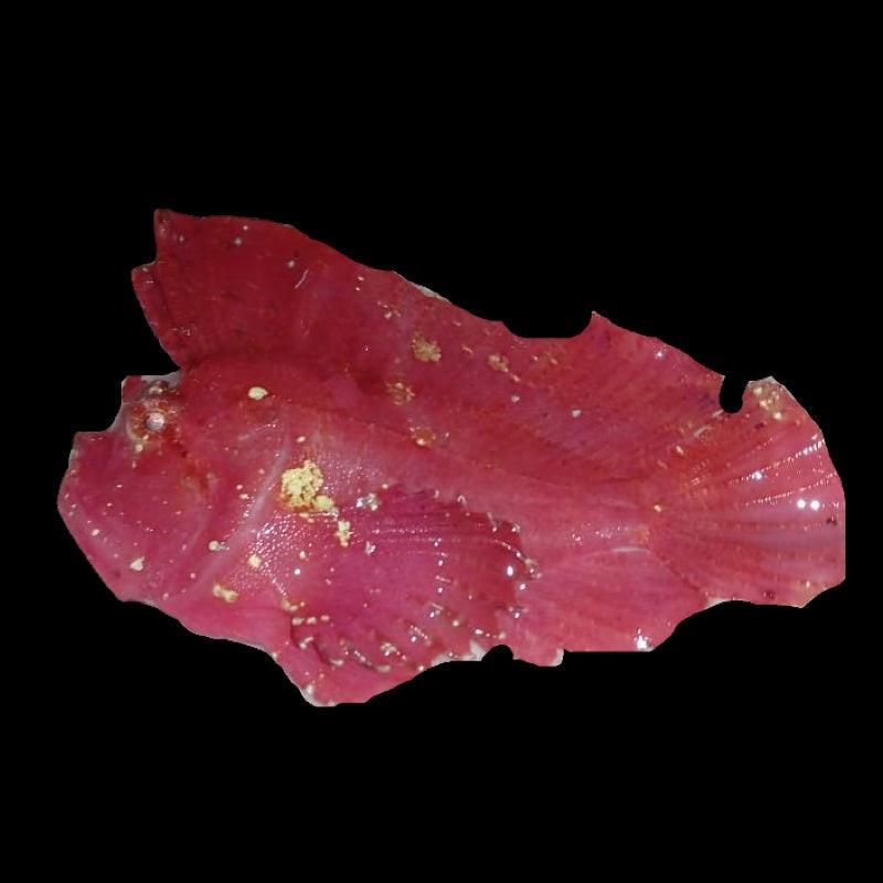 Leaf Fish (Extremely Rare)