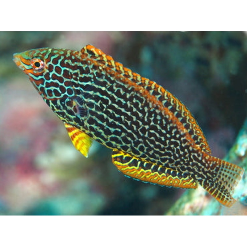 Leopard Wrasse Male - Macropharyngodon meleagris