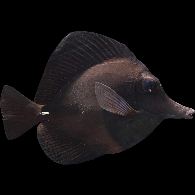Longnose Black Tang (Pre Order)
