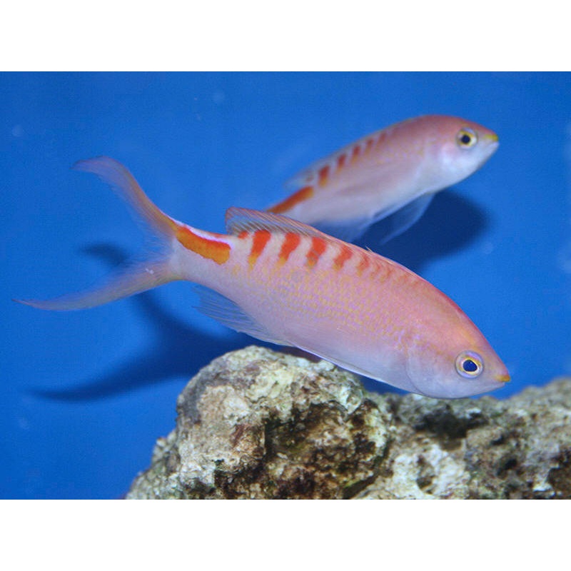 Lori's Antias (PSEUDANTHIAS LORI)