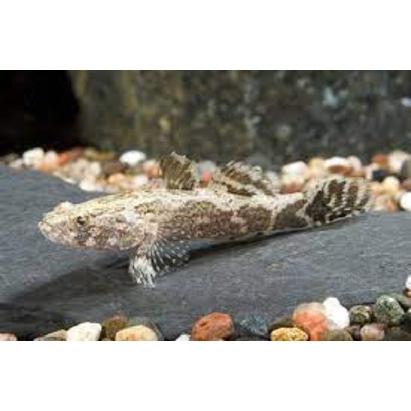 Marble Goby