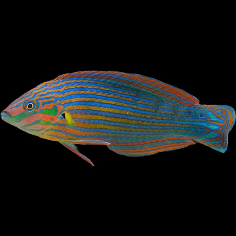 Melanurus Wrasse (Halichoeres melanurus)
