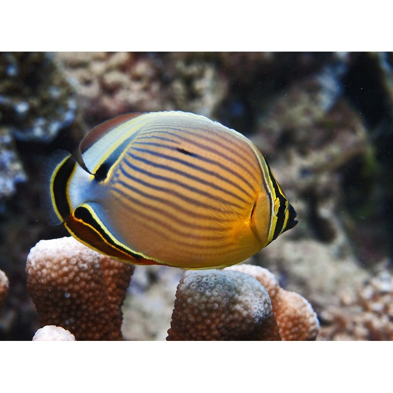 Melon Butterfly fish (Chaetodon Trifasciatus)