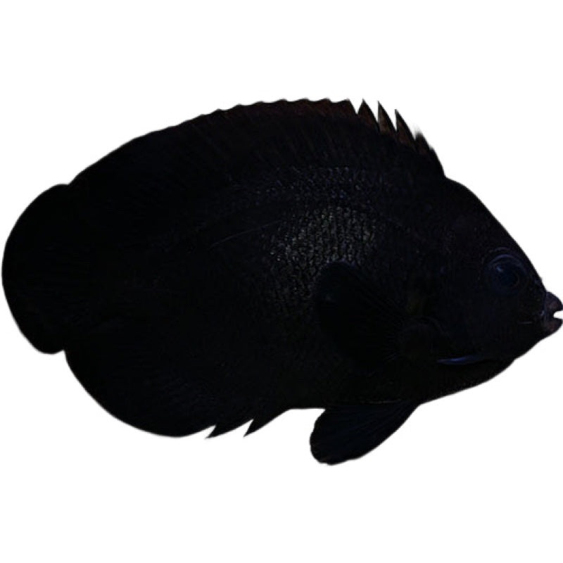 Midnight Angelfish (CENTROPYGE TIBICEN)