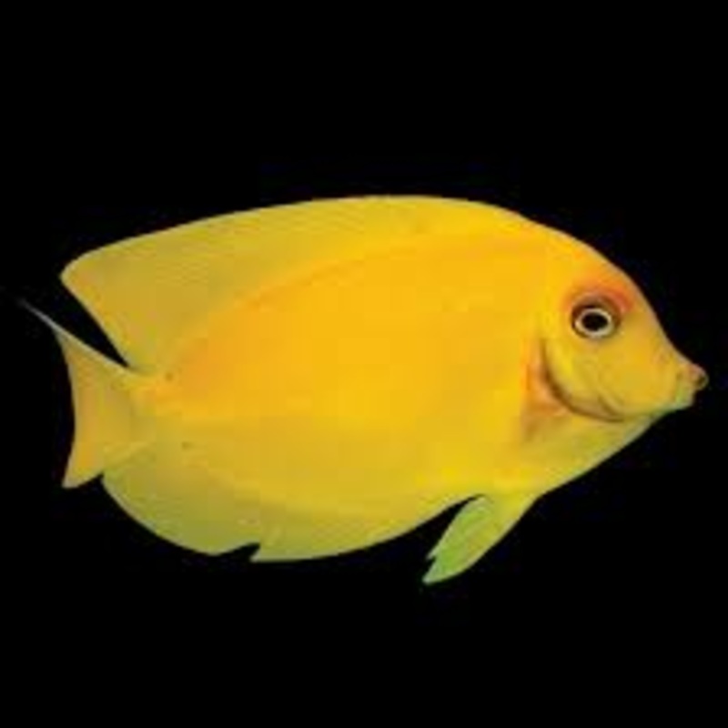 Mimic Tang - Acanthurus pyroferus