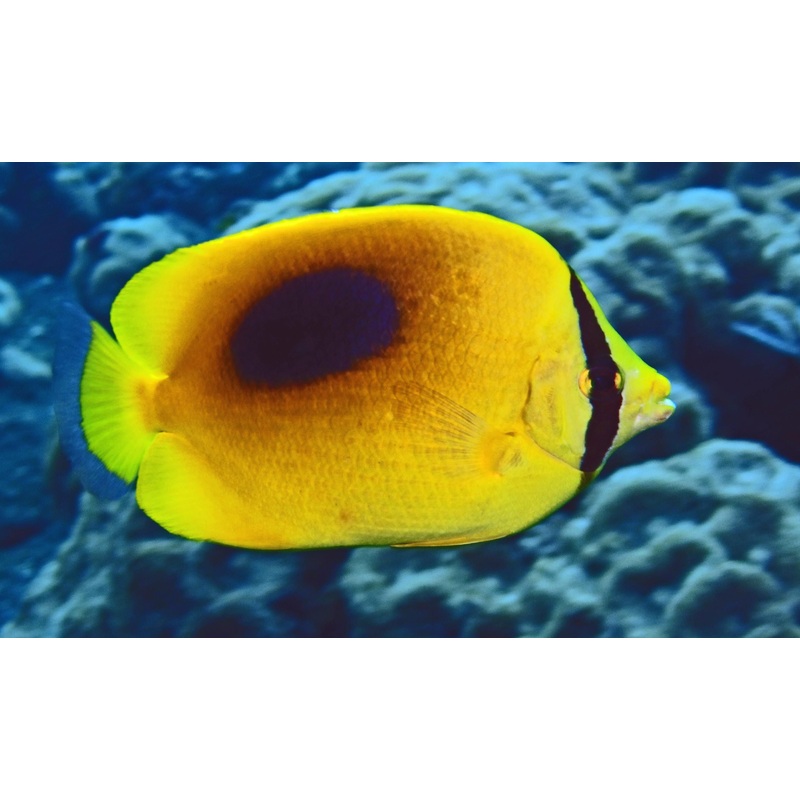 Mirror Butterfly - CHAETODON SPECULUM