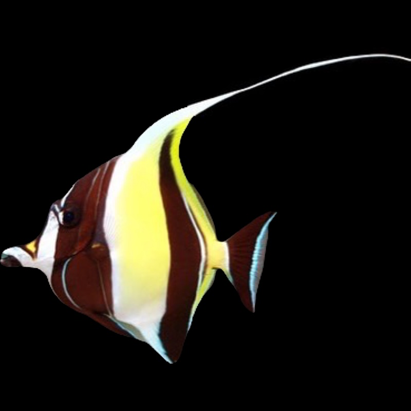 Moorish Idol EXPERT ONLY - Zanclus cornutus