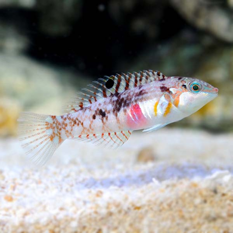 Nebulous Wrasse (Halichoeres nebulosus)
