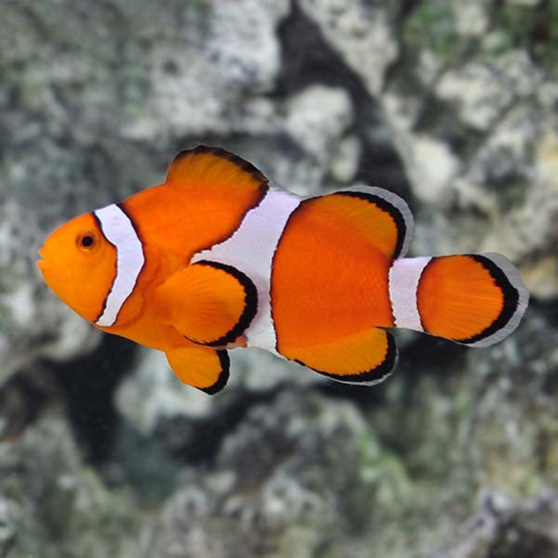 Ocellaris Clownfish (AMPHIPRION OCELLARIS)
