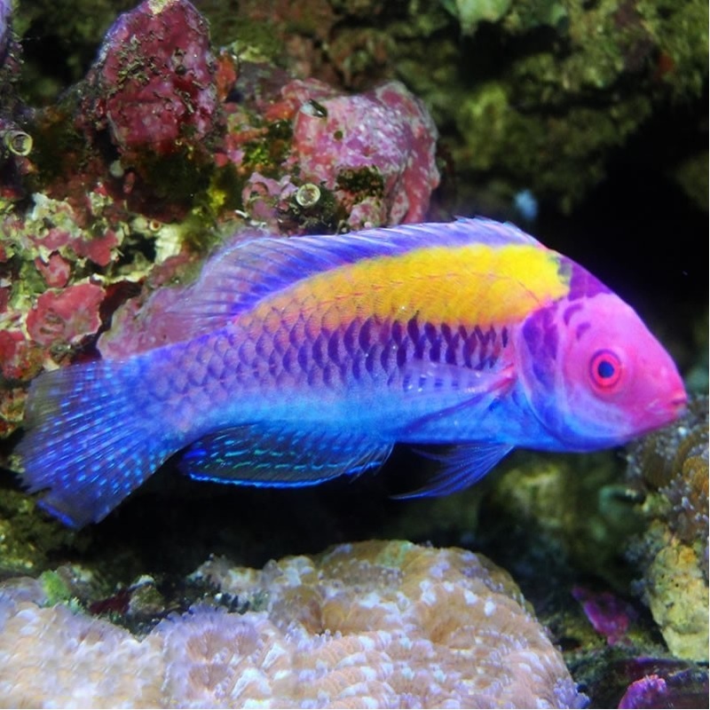 Orange  Back Fairy Wrasse (Cirrhilabrus aurantidorsalis)
