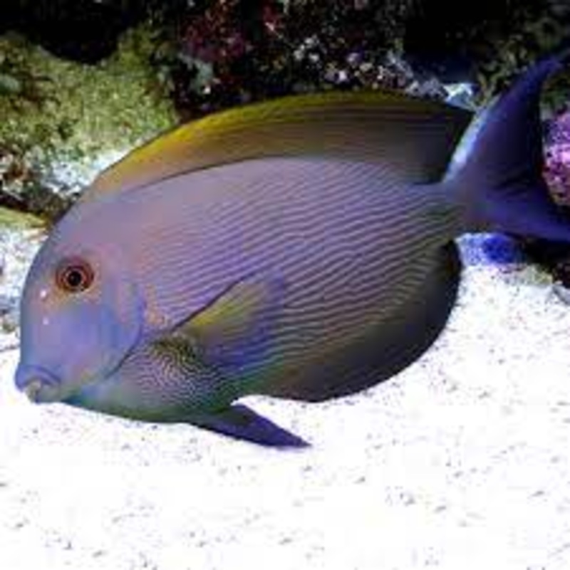 Orange Stripe Bristletooth Tang - Ctenochaetus cf. striatus