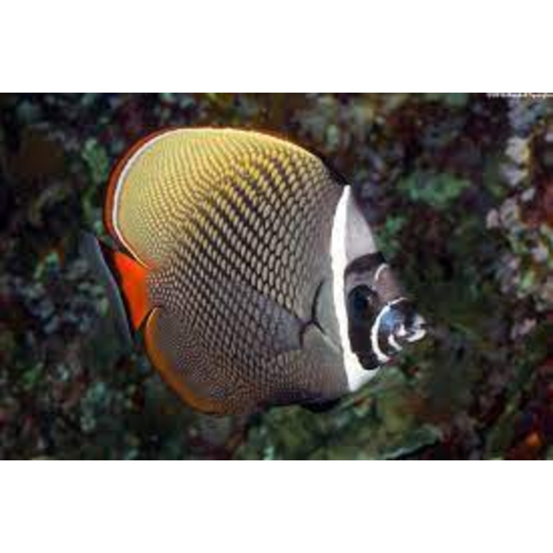 Pakistan Butterflyfish (CHAETODON COLARE)