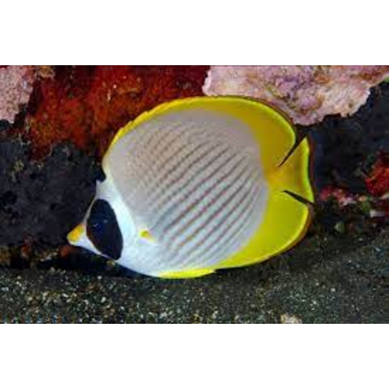 Panda Butterflyfish - Chaetodon adiergastos