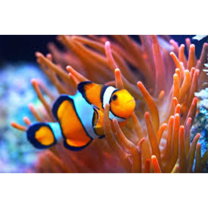 Percula Clownfish (AMPHIPRION Percula)