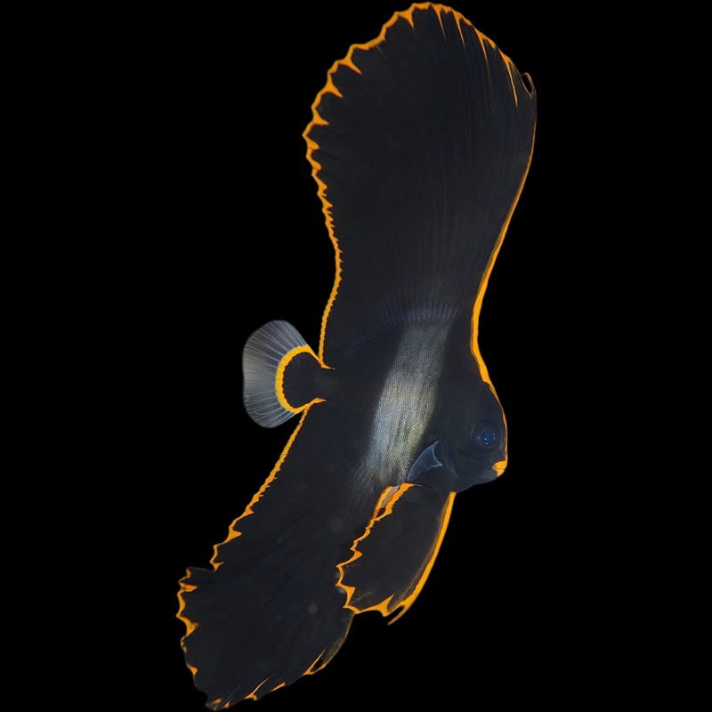 Pinnatus Batfish (PLATAX PINNATUS) Expert Level Fish