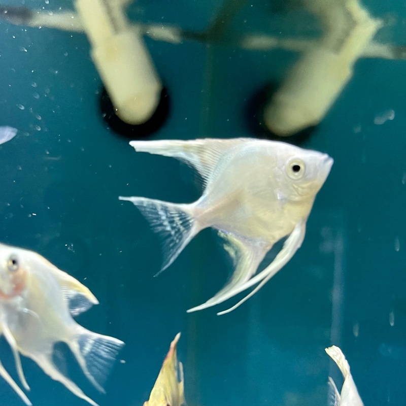Platinum Angelfish