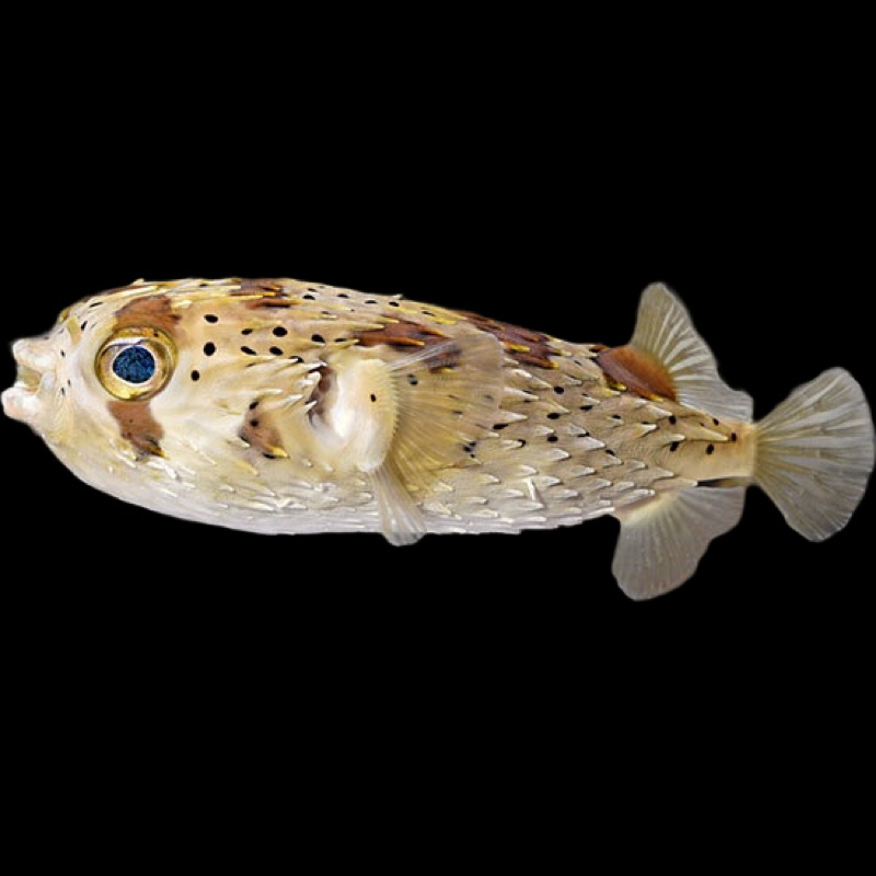 Porcupine Puffer (Diodon holocanthus)