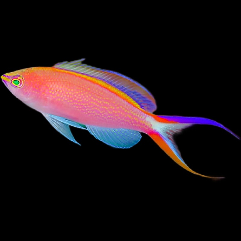 Princess Anthias