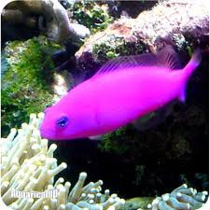 Purple Dottyback - Pseudochromis porphyreus