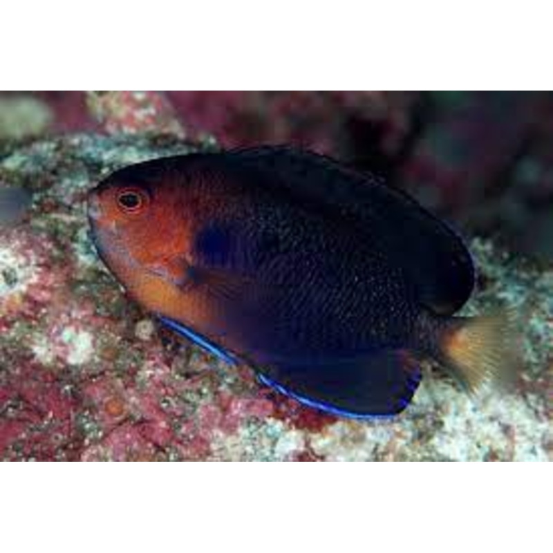Pygmy Blue Angelfish (Centropyge flavicauda)