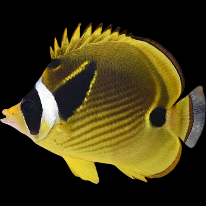 Raccoon Butterfly Fish - Chaetodon lunula
