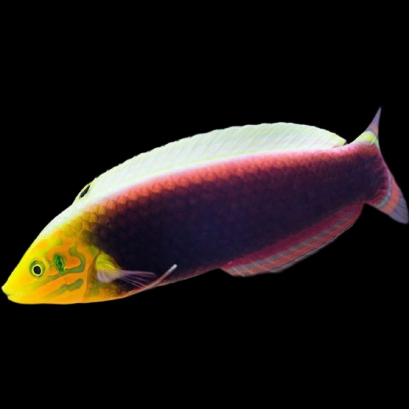 Radiant Wrasse - Halichoeres iridis