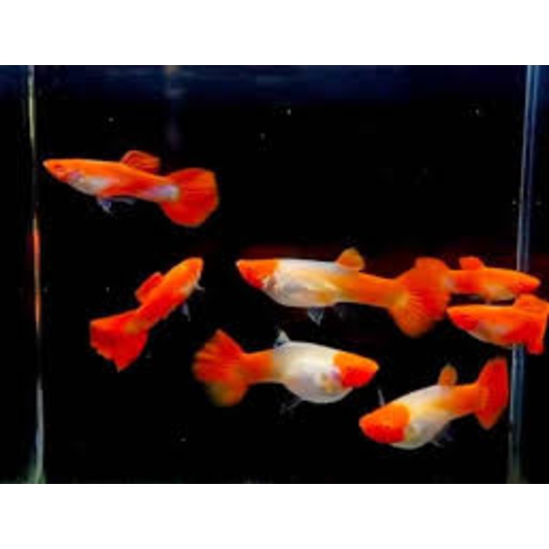 Red Cap Guppies (Male)