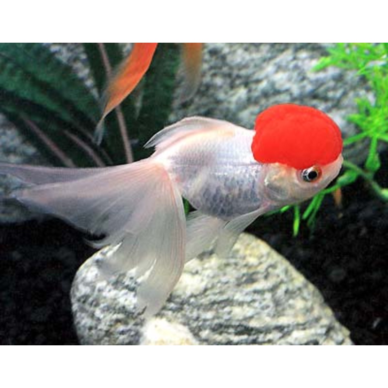 Red Cap Oranda 3"