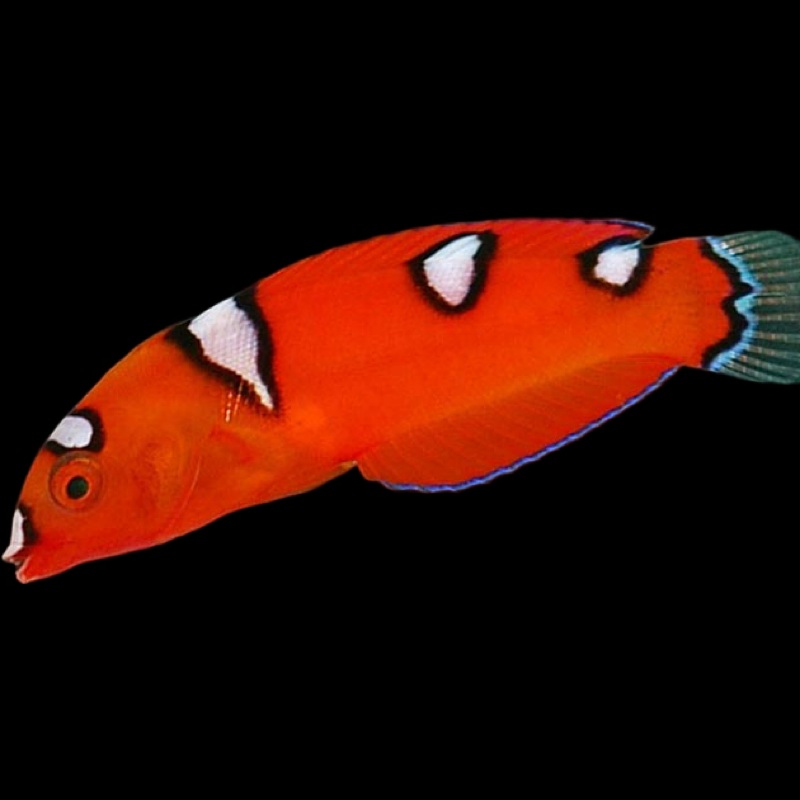Red Coris Wrasse - African Clown - CORIS GAIMARD