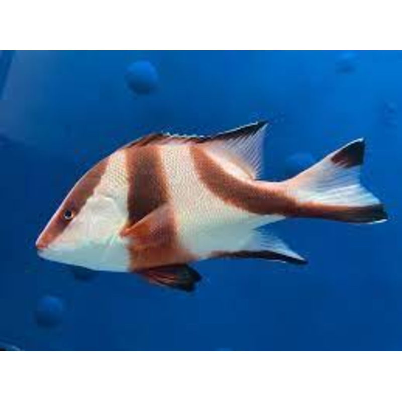 Red Emperor Snapper (Lutjanus sebae)