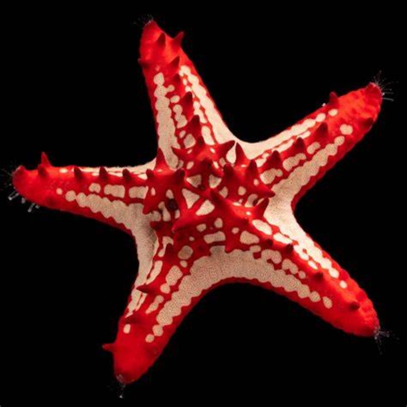 Red Lobed General Starfish - Protoreaster linckii