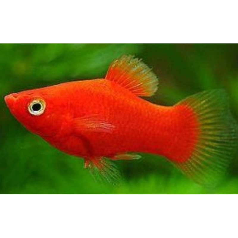 Red Platies