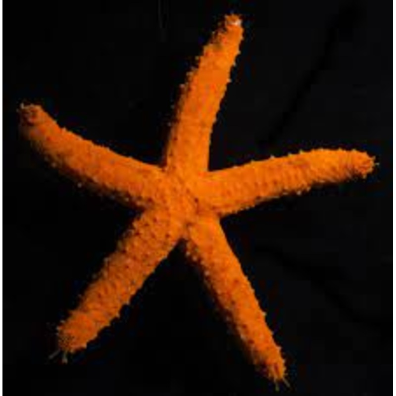 Red Starfish (ECHINASTER PURPUREUS)