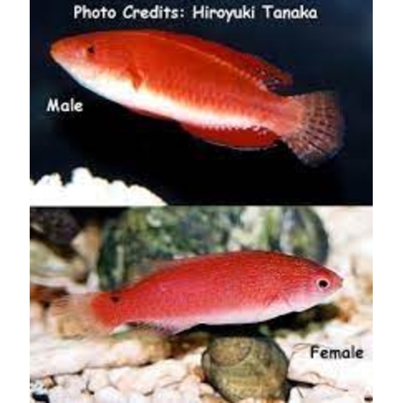 Redfin Fairy Wrasse (Cirrhilabrus rubripinnis) Female