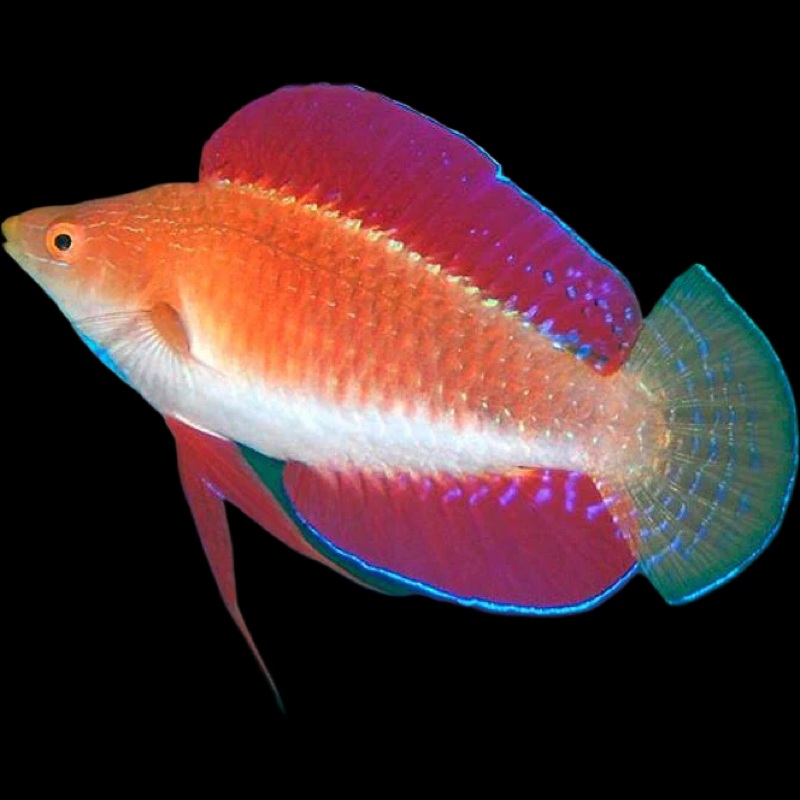 Redfin Fairy Wrasse (Cirrhilabrus rubripinnis) Male