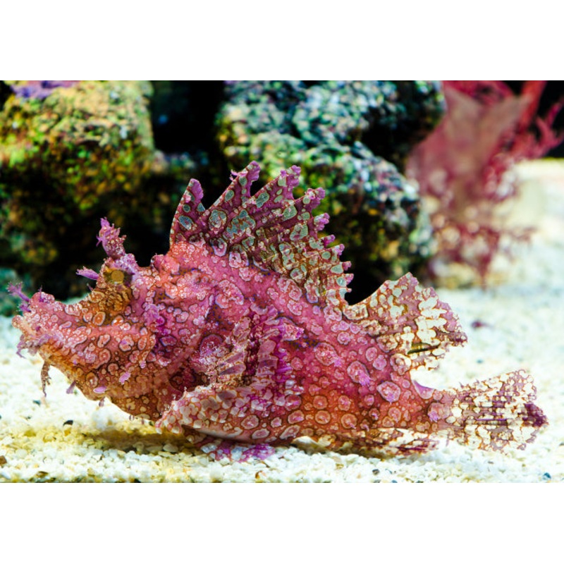 Rhinopias Scorpionfish (Rare)