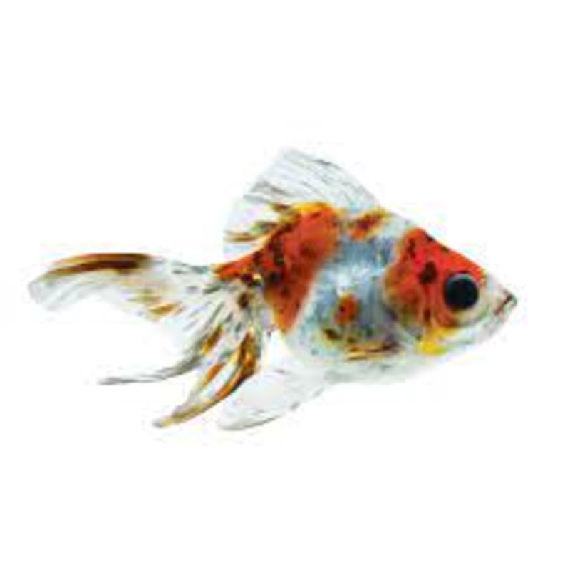 Ryukin Goldfish Assorted