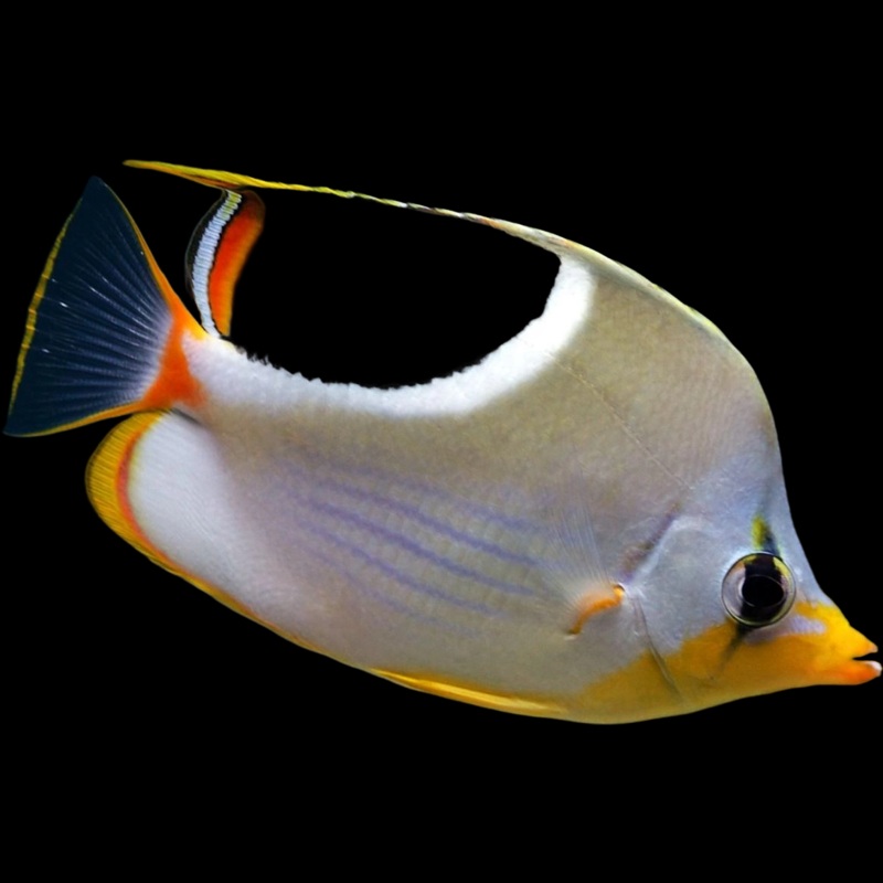 Saddleback Butterflyfish (Chaetodon Ehippium)