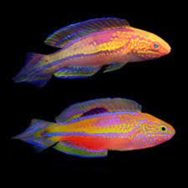 Splendid Pintail Fairy Wrasse (Cirrhilabrus isosceles)
