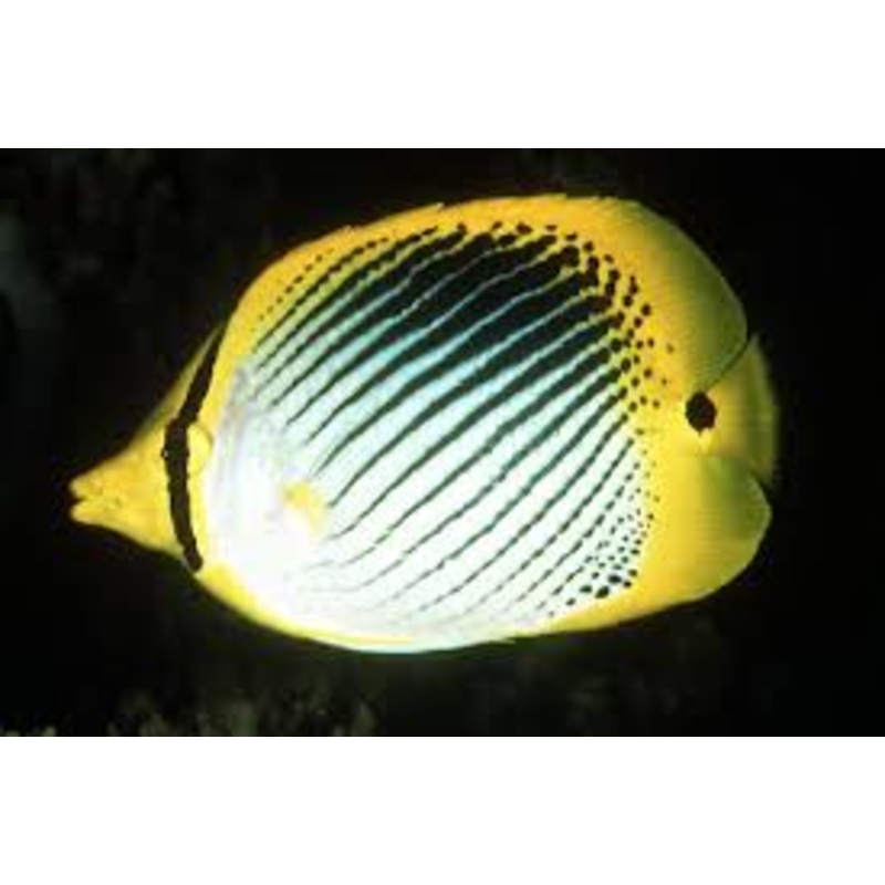 Spot Tail Butterflyfish (Chaetodon Ocellicaudus)