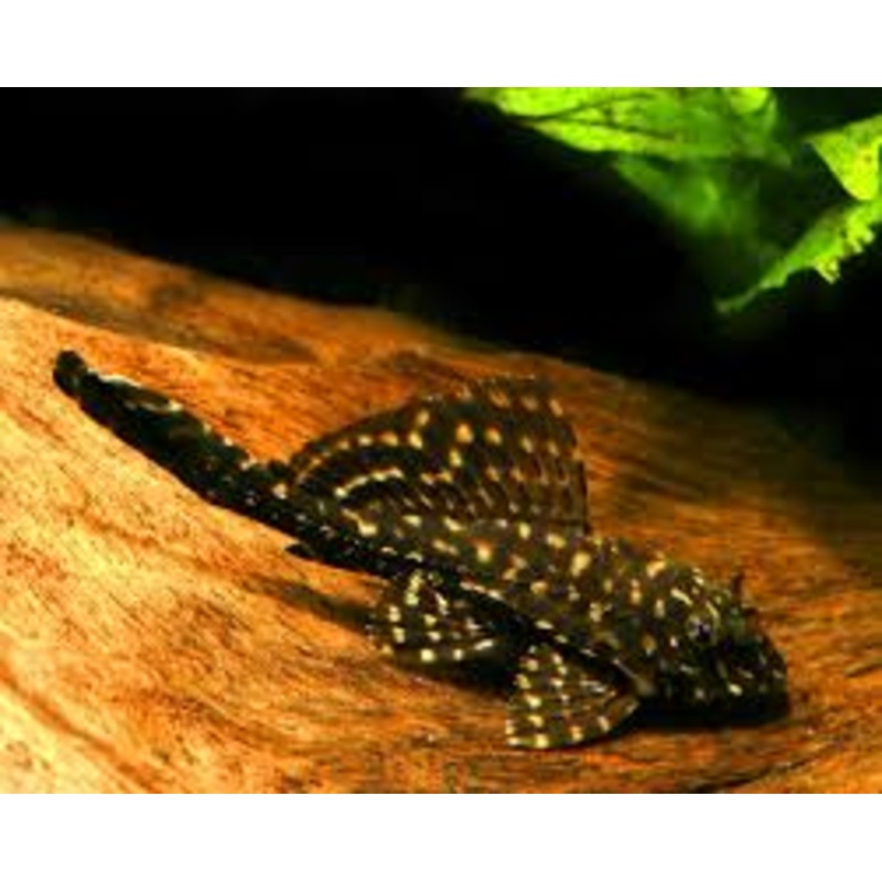 Spotted Hi Fin Pleco