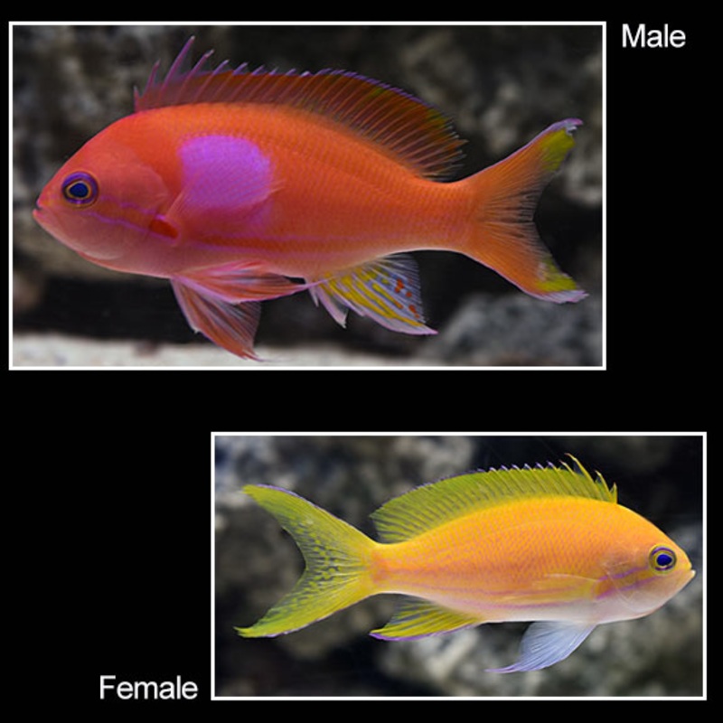 Square Anthias Female - Pseudanthias pleurotaenia