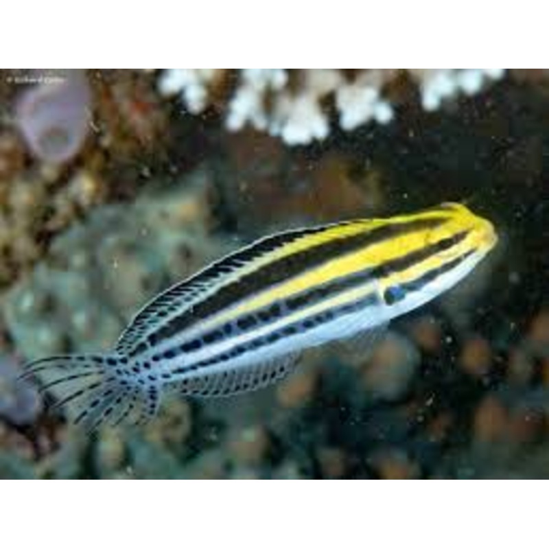 Striped Blenny  Meiacanthus grammistes